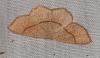Cyclophora sp.